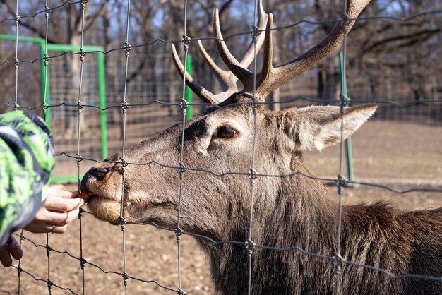 На Київщині у приватному зоопарку виявлено випадок сказу у оленя