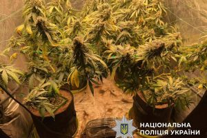 На Оболоні викрили двох «аграріїв», які продавали печиво з канабісу (фото)