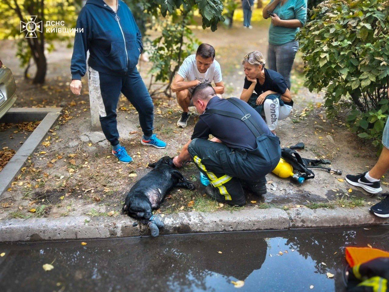 У Білій Церкві з палаючої квартири евакуювали людей та собаку