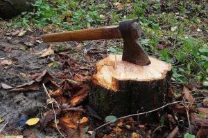На Бучанщині повідомили про підозру восьмому учаснику угруповання, що два роки незаконно вирубувало ліси На Бучанщині повідомили про підозру восьмому учаснику угруповання, що два роки незаконно вирубувало ліси