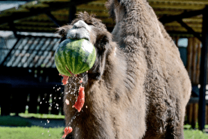У КиївЗоо розпочався сезон гарбузових вікендів (фото)