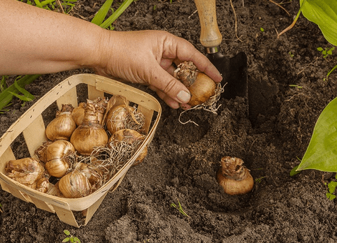 Оболонь за 1,2 млн прикрасять нарцисами, тюльпанами та гіацинтами
