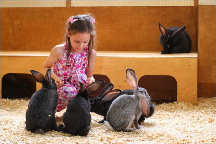 Де в Києві відвідати контактний зоопарк