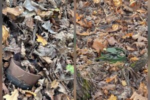 У лісі поблизу Ірпеня знайшли протипіхотні міни