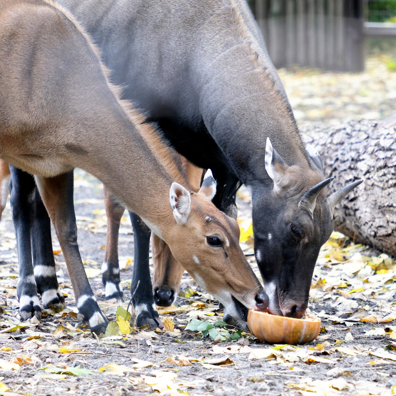 Гарбузові вікенди: цими вихідними показові частування пройдуть у мешканців копитного ряду (фото)