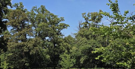 КМВА надала дозвіл Святошинському лісопарковому господарству на використання ресурсів нацпарку "Голосіївський" КМВА надала дозвіл Святошинському лісопарковому господарству на використання ресурсів нацпарку "Голосіївський"