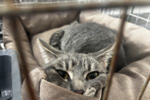 У Києві в Міжнародному виставковому центрі тривають Дні адопції тварин (фото) У Києві в Міжнародному виставковому центрі тривають Дні адопції тварин (фото)