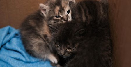 Кияни прихистили кошенят, знайдених на місці ворожої атаки (фото) Кияни прихистили кошенят, знайдених на місці ворожої атаки (фото)