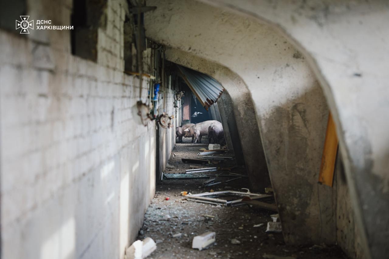 На Харківщині 13 тисяч свиней загинули в результаті російської атаки БпЛА (фото)