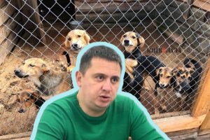 Зміна пріоритетів: Київрада відкоригувала програму поводження з тваринами