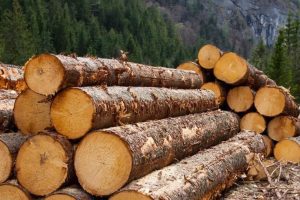 За лісозаготівельні послуги в Макрівському надлісництві заплатять 22,7 млн гривень За лісозаготівельні послуги в Макрівському надлісництві заплатять 22,7 млн гривень