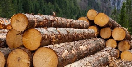 За лісозаготівельні послуги в Макрівському надлісництві заплатять 22,7 млн гривень За лісозаготівельні послуги в Макрівському надлісництві заплатять 22,7 млн гривень