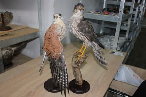 Київські митники вилучили дев’ять опудал рідкісних тварин, які намагалися незаконно відправити до США (фото)