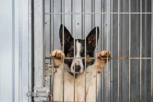 Ситуація з незареєстрованим притулком для тварин на Водогоні: влада і громада у пошуку законного рішення