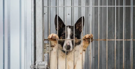 Ситуація з незареєстрованим притулком для тварин на Водогоні: влада і громада у пошуку законного рішення Ситуація з незареєстрованим притулком для тварин на Водогоні: влада і громада у пошуку законного рішення