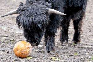 Гарбузові вікенди: цими вихідними показові частування пройдуть у мешканців копитного ряду (фото)