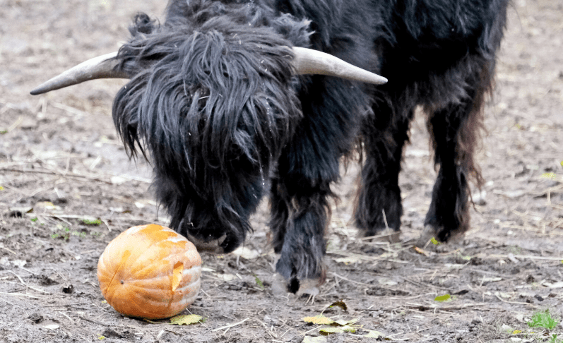 Гарбузові вікенди: цими вихідними показові частування пройдуть у мешканців копитного ряду (фото)