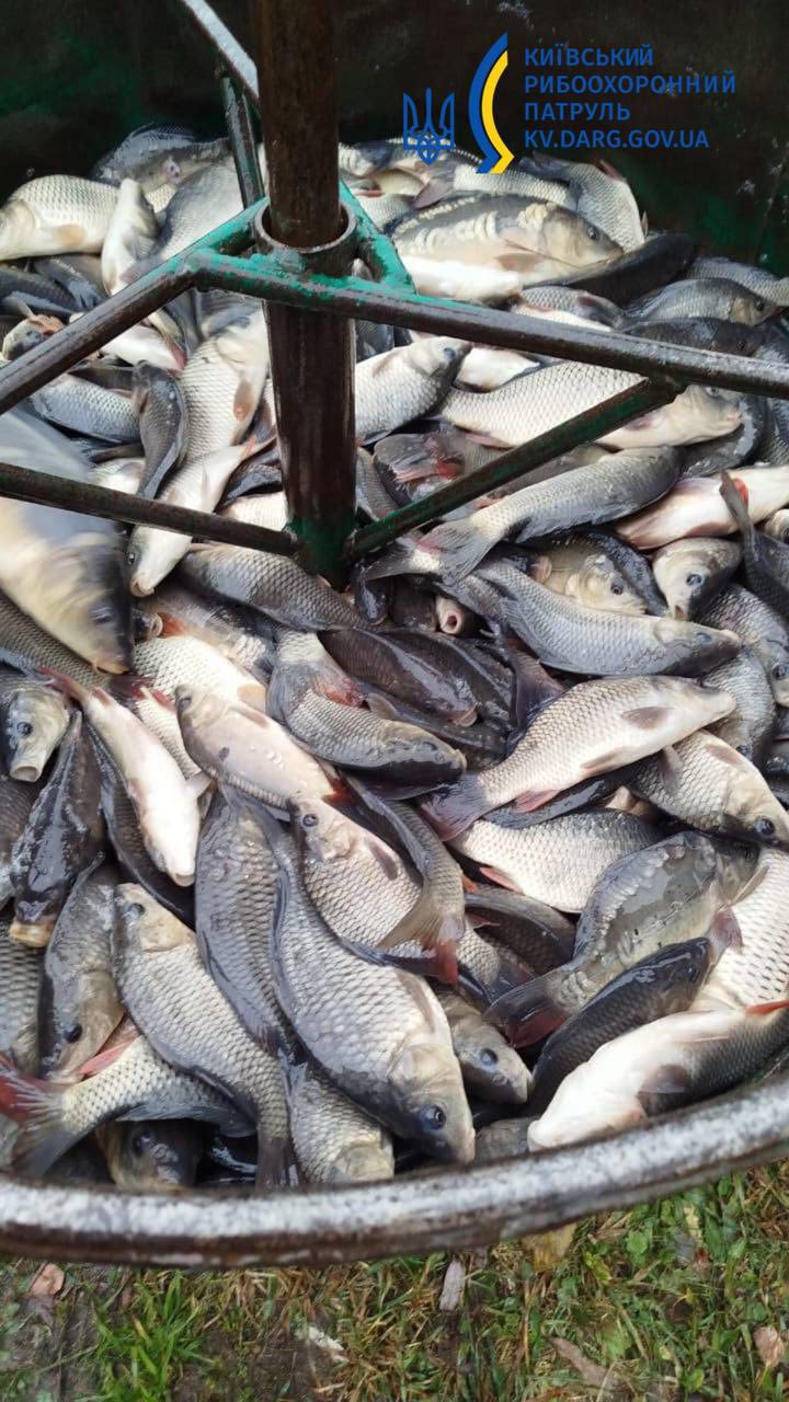 У Канівське водосховище випустили понад 6,5 тис. рибин (фото) У Канівське водосховище випустили понад 6,5 тис. рибин