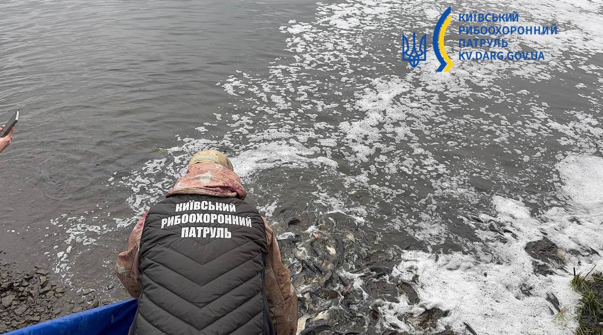У Канівське водосховище випустили понад 6,5 тис. рибин (фото) У Канівське водосховище випустили понад 6,5 тис. рибин