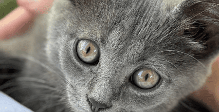 Де в Києві безкоштовно взяти кота