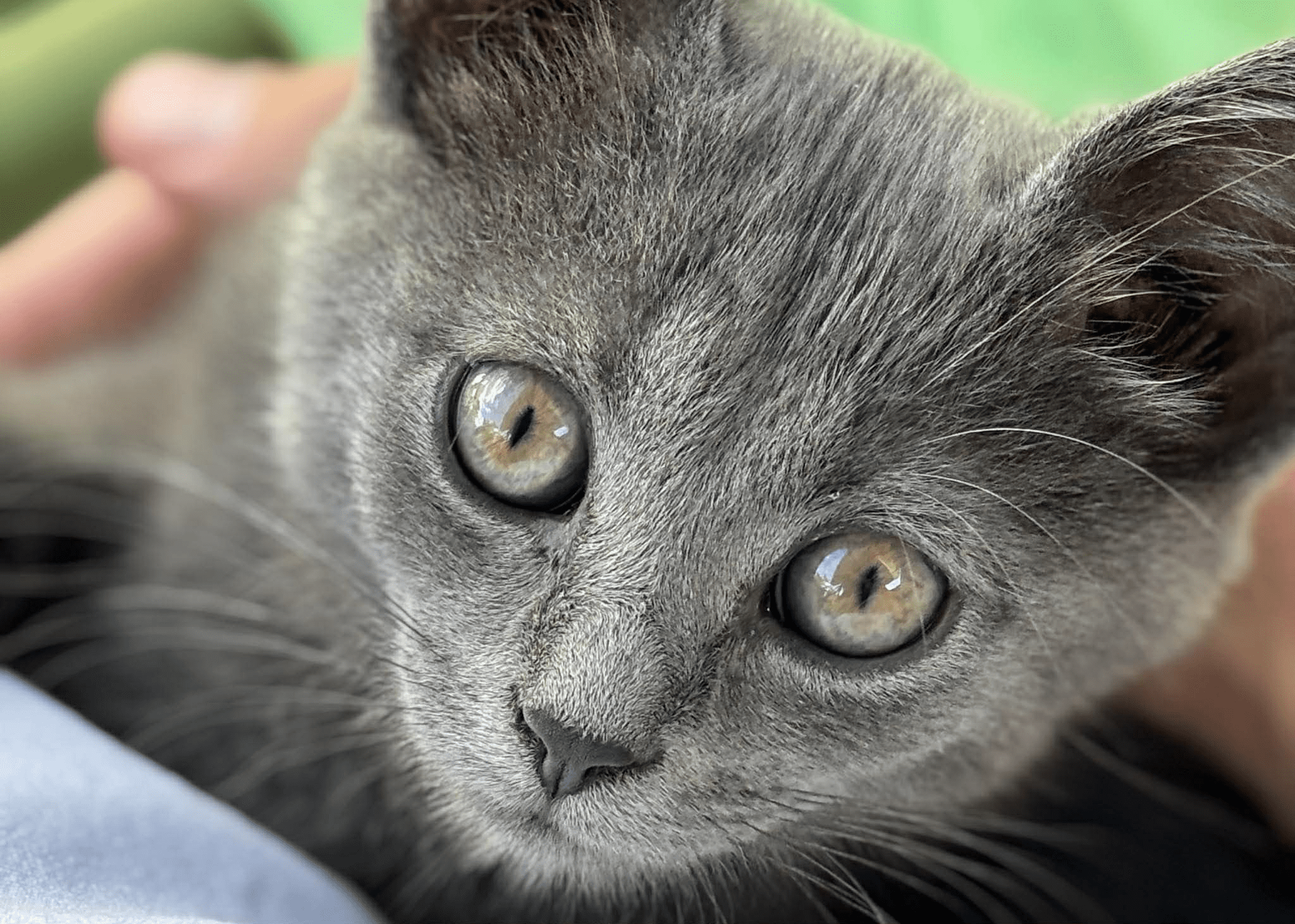 Де в Києві безкоштовно взяти кота