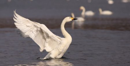 На Київщині виявили вірус грипу птиці, — ДПС Київщини