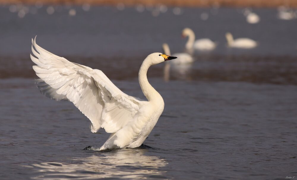 На Київщині виявили вірус грипу птиці, — ДПС Київщини