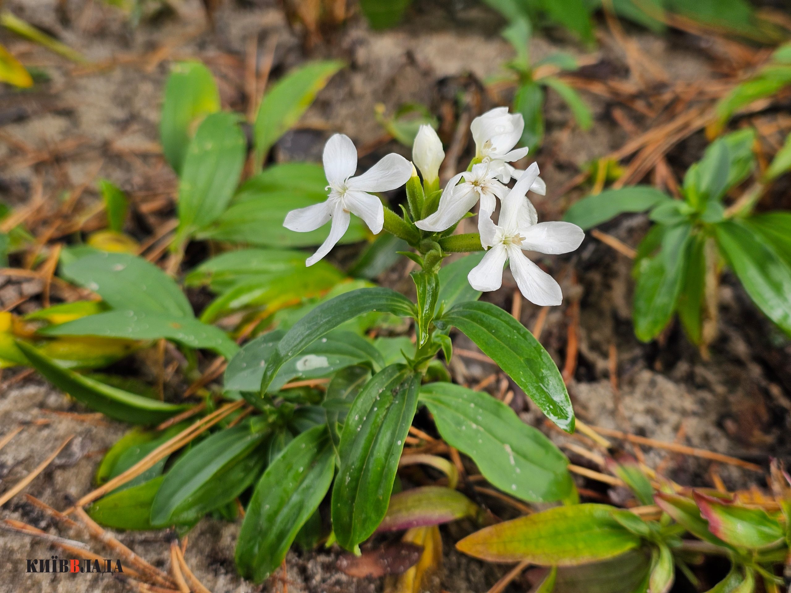 “Собаче гирло” в пастці: хто і за якими схемами хоче забудувати косу на Дніпрі “Собаче гирло” в пастці: хто і за якими схемами хоче забудувати косу на Дніпрі