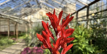 Подільське КП УЗН планувало за 1 млн гривень відремонтувати свої оранжереї