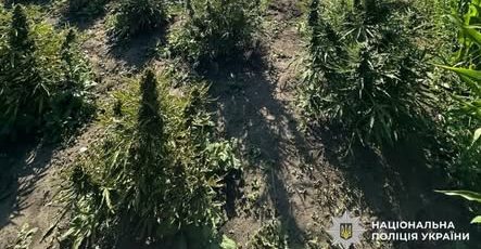 На Білоцерківщині викрили чоловіка, який вирощував «плантацію» конопель і зберігав бойові гранати