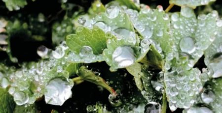 У Києві зафіксували перший осінній мороз