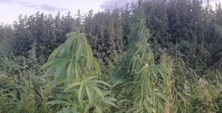 Вирощував коноплі, виготовляв та зберігав наркотичний засіб: поліцейські Київщини повідомили фігуранту про підозру