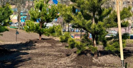 Комунальники та фірмачі у Києві “наварили” на озелененні мільйони