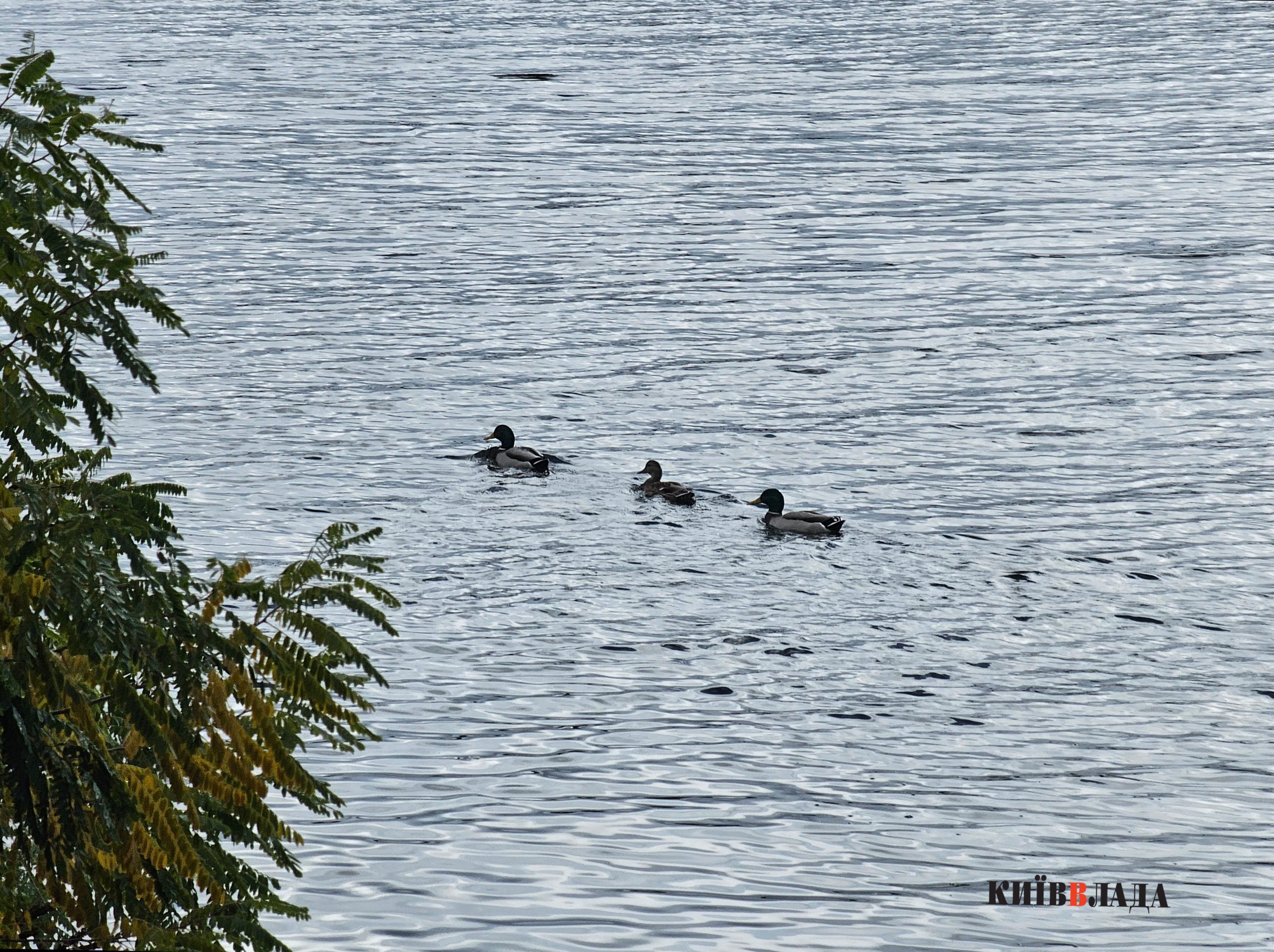 “Собаче гирло” в пастці: хто і за якими схемами хоче забудувати косу на Дніпрі