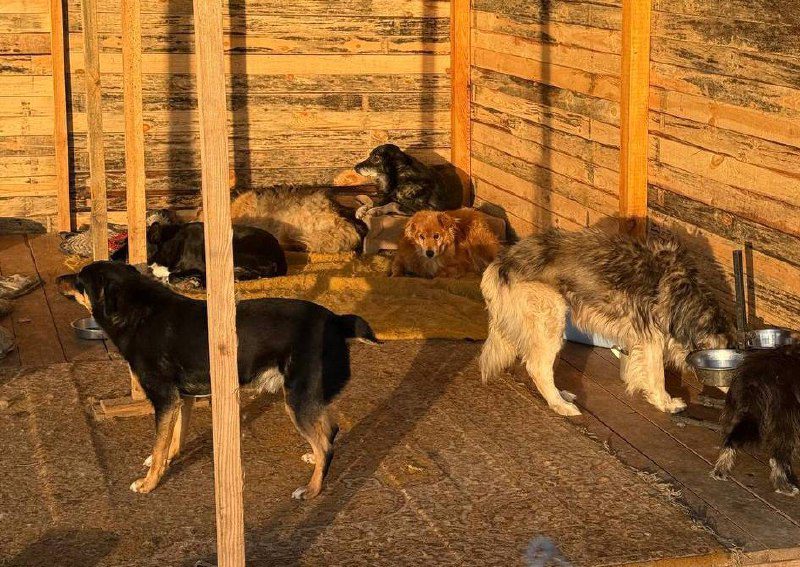 Де під Києвом погуляти з песиком-спинальником