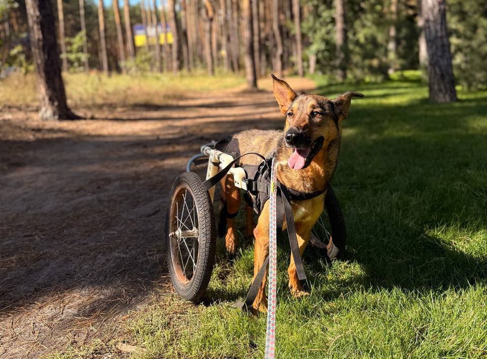 Де під Києвом погуляти з песиком-спинальником