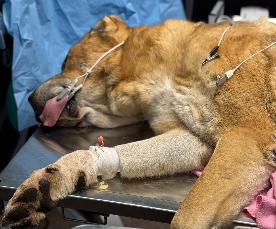 Де під Києвом погуляти з песиком-спинальником