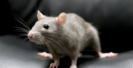 У Вишгороді протягом двох днів проводитимуть дератизацію та дезінсекцію в багатоповерхівках