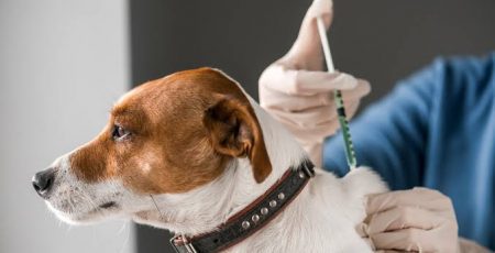 У Вишгороді проведуть безкоштовну вакцинацію тварин від сказу