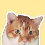 Де в Києві безкоштовно взяти кота