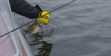 Держекоінспекція виявила факти незаконного вилову риби в Димерці