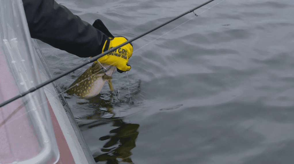 Держекоінспекція виявила факти незаконного вилову риби в Димерці