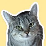 Де в Києві безкоштовно взяти кота