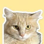 Де в Києві безкоштовно взяти кота