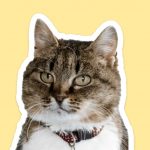 Де в Києві безкоштовно взяти кота