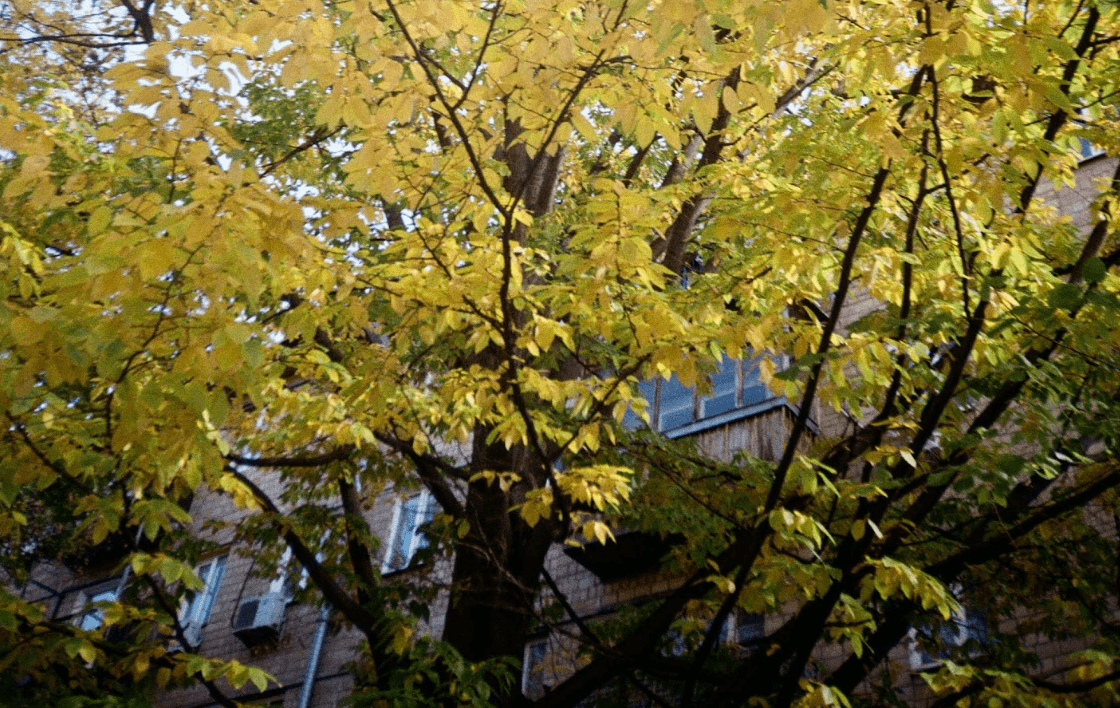 Де в Києві купити плівку, проявити й отримати свої перші кадри? Де в Києві купити плівку, проявити й отримати свої перші кадри?