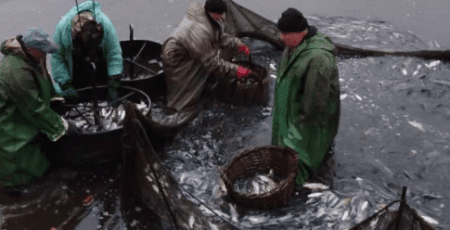 У Канівське водосховище випустили понад 6,5 тис. рибин (фото)