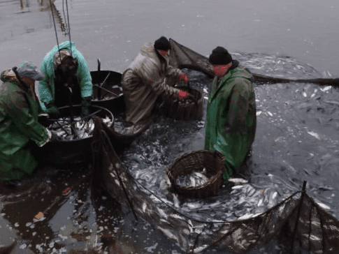 У Канівське водосховище випустили понад 6,5 тис. рибин (фото)