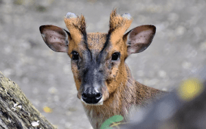 У КиївЗоо азіатський олень успішно відновлюється після травми, отриманої внаслідок нічного обстрілу столиці 14 листопада