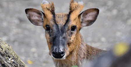 У КиївЗоо азіатський олень успішно відновлюється після травми, отриманої внаслідок нічного обстрілу столиці 14 листопада